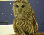 wiseowl207